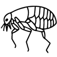 Fleas Pest Control Corpus Christi
