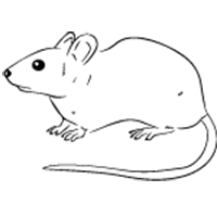 Mice Pest Control Corpus Christi