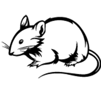 Rats Pest Control Corpus Christi