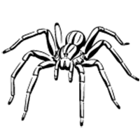 Spiders Pest Control Corpus Christi